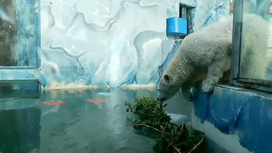 Белые медвежата из «Сафари-Парка» в Геленджике искупали елку в бассейне. Видео