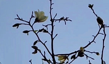 Магнолия Кобус расцвела в Сочи перед Новым годом 