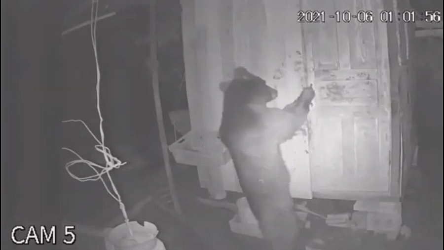 Косолапое вторжение: в Сочи медвежонок ночью попытался вскрыть курятник