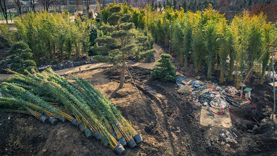 В Краснодаре в японском саду парка Галицкого появится бамбуковая роща