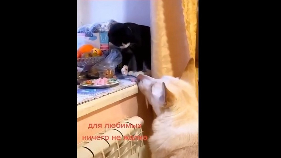Кот, угостивший пса колбаской, растрогал пользователей Сети