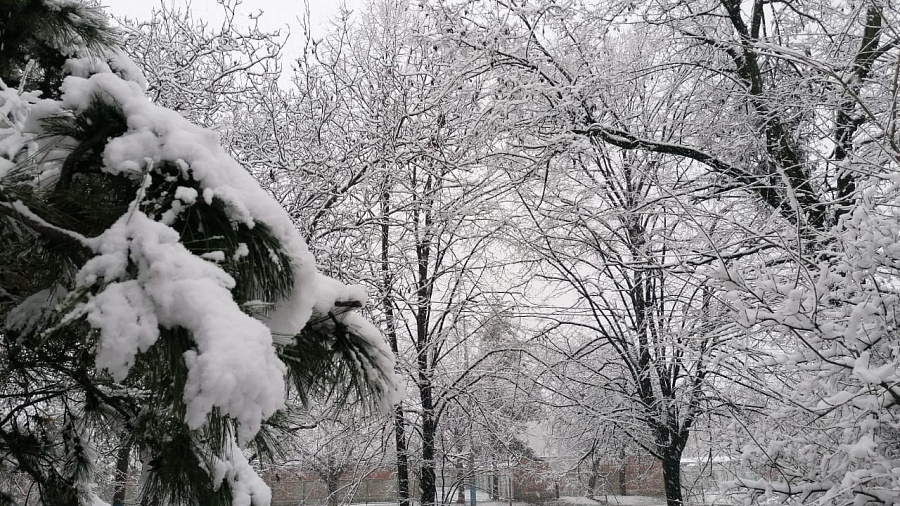 В начале недели в Краснодаре и крае ожидается мокрый снег и дождь, налипание мокрого снега и гололед 