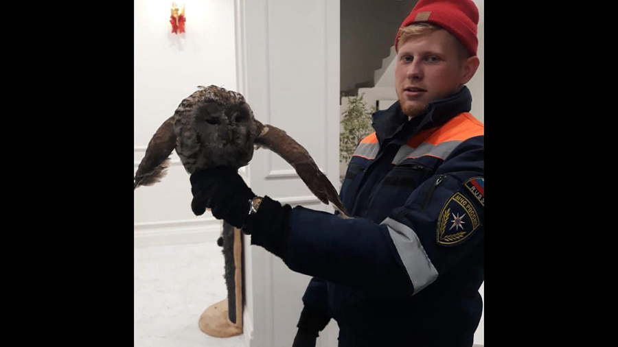 В Новороссийске сова на время поселилась в одном из жилых домов