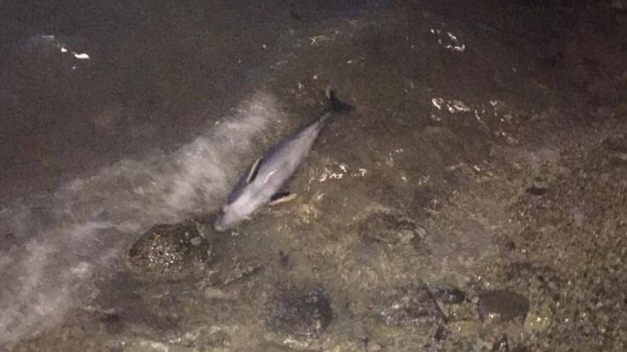Жители Геленджика обнаружили на пляже мертвого дельфина
