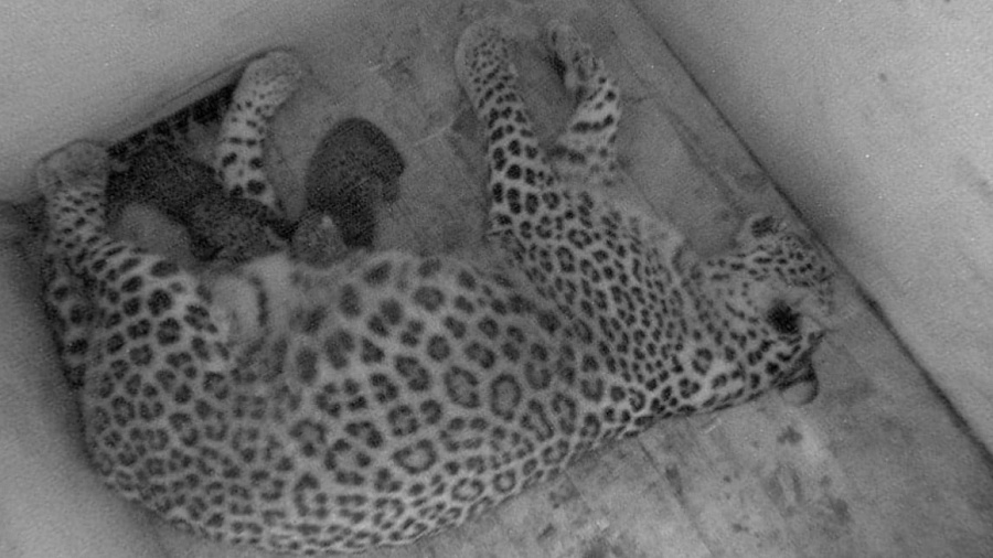 В Сочинском национальном парке у леопардов Алоуса и Черри родились 2 котенка