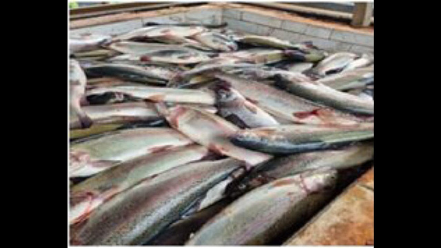 В Армавире сожгли 2 тонны опасной форели без документации