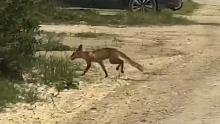 В Темрюкском районе лис пришел в гости к местным жителям 
