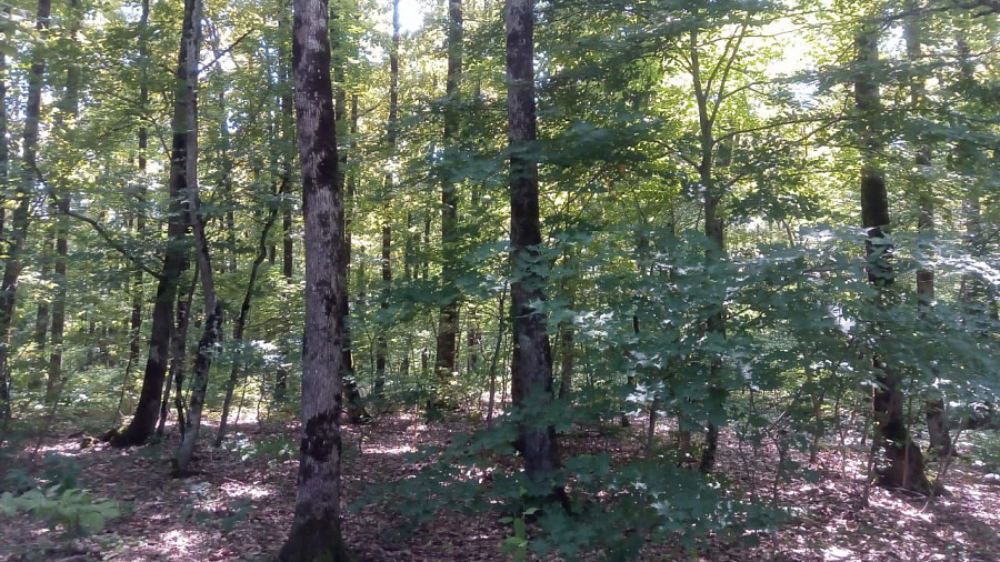В МЦУ объяснили причину вырубки деревьев на Большом острове в Краснодаре