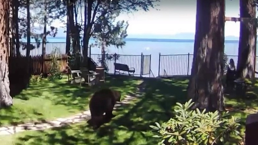 Камера сняла, как медведь подошел к ребенку, катающемуся на качелях