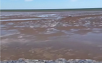 Азовское море ушло из Приморско-Ахтарска, обнажив дно с мертвыми медузами