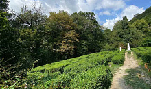 В Сочи запустили трехуровневый квест-маршрут для любителей приключений