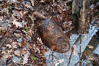 На Кубани задержали главаря банды лжебанкиров, укравшей 5 млн рублей у россиян