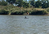 Краснодарка оспорила штраф ГИБДД объяснив, что спешила спастись от БПЛА