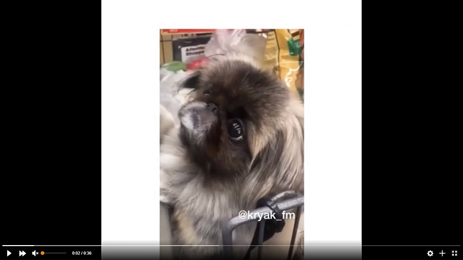 Видео с псом, выпрашивающим игрушку в магазине, умилило пользователей Сети