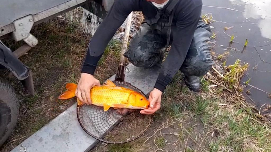 В Краснодарском крае рыбаки объявили «охоту» на экзотическую золотую рыбку