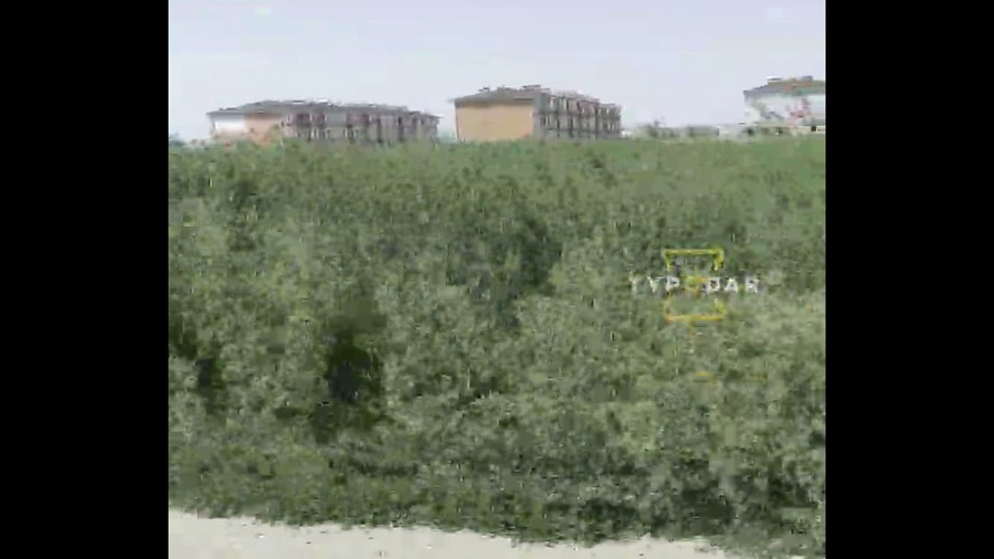 «Рекордный урожай»: в Краснодаре поля амброзии возмутили пользователей Сети. Видео