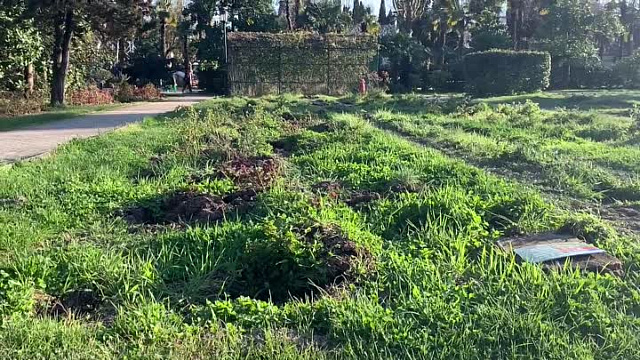 В сочинском парке «Ривьера» объяснили исчезновение аллеи сакуры