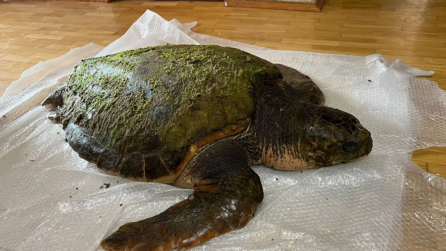 В Анапе умерла краснокнижная черепаха-гигант, принесенная штормовым течением из Средиземного моря