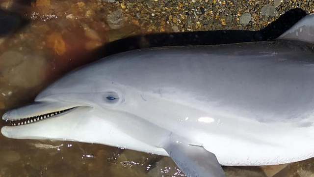 Двух мертвых дельфинов обнаружили у берегов Анапы