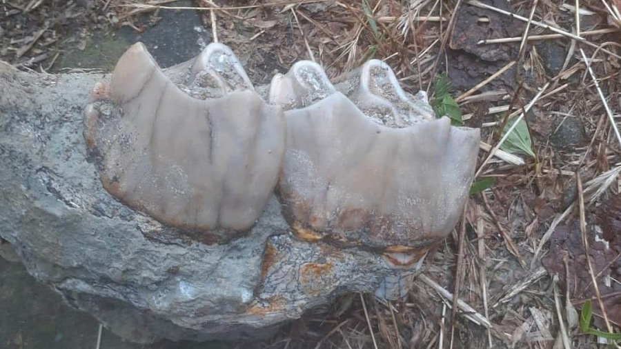 В Краснодарском крае ученые обнаружили челюсть древнего носорога 