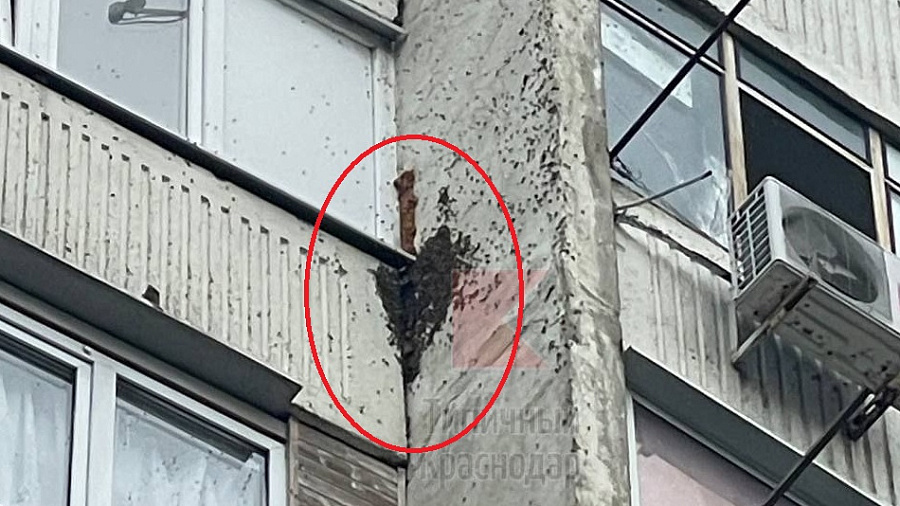 Пчелы атакуют многоэтажку в Краснодаре — насекомые лезут в квартиры