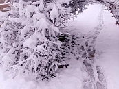 Цветом 2026 года, по версии Pantone, стал «Облачный танцор»