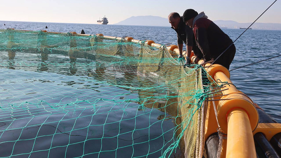 В Геленджике начали эксперимент по выращиванию форели в открытом море