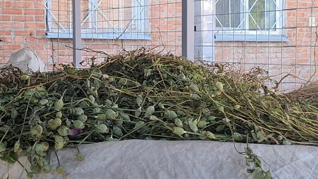 Житель Краснодарского края вырастил у себя в огороде более 2 тысяч кустов опиумного мака