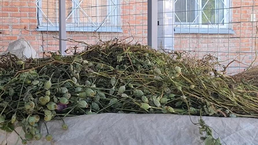 Житель Краснодарского края вырастил у себя в огороде более 2 тысяч кустов опиумного мака