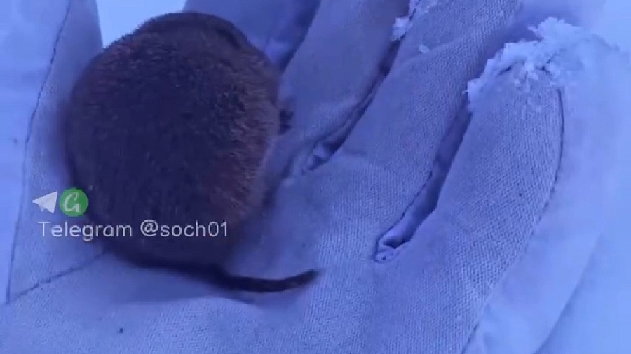 В горах Сочи туристы засняли на видео мышь-«лыжницу»