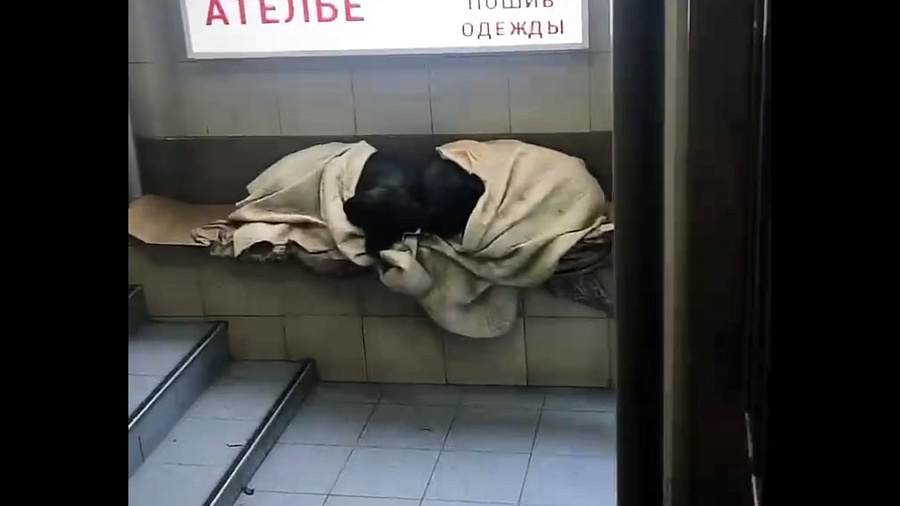 Жители Сочи укрыли собак в одеяла, чтобы спасти их от холода. Видео