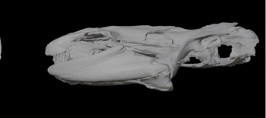 На Кубани ученые нашли останки древнего зубастого монстра