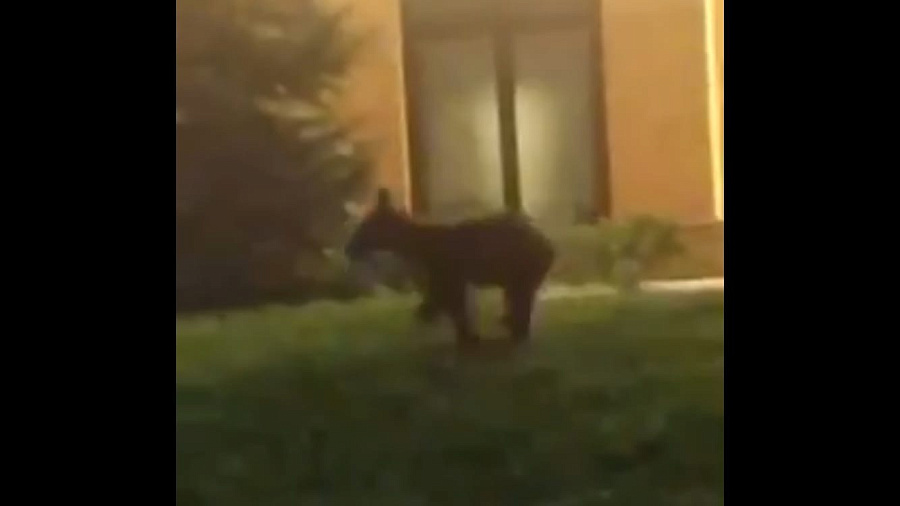 В Сочи выбежавшего на дорогу медвежонка сбил автомобиль. Видео