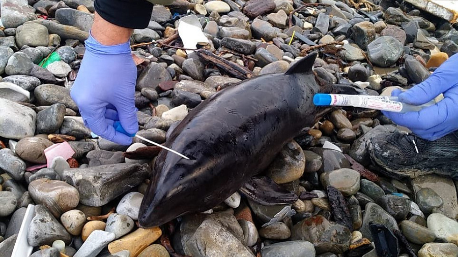 В Новороссийске на пляж выбросило мертвого дельфиненка со следами от зубов