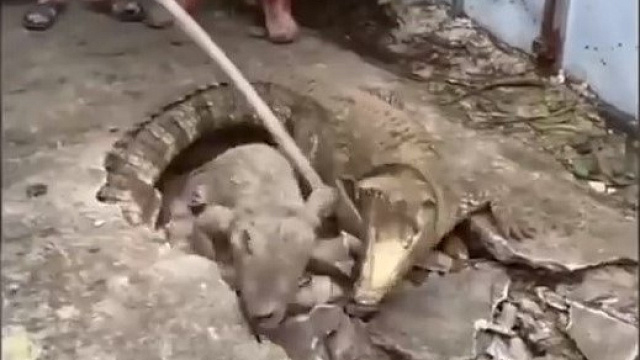 Очевидцы сняли на видео, как из-под асфальта начали выползать крокодилы