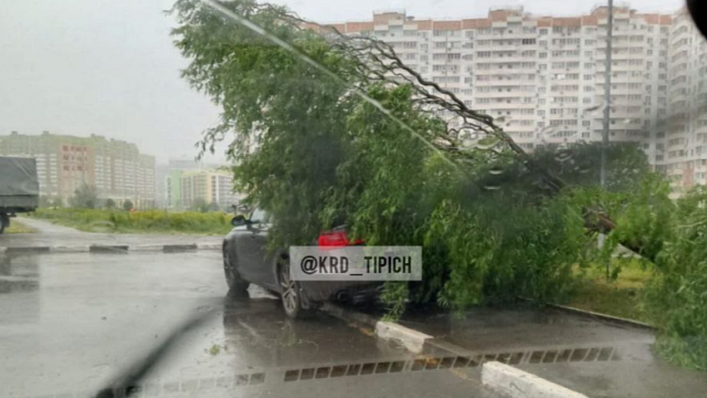 Разгул стихии: в Краснодаре ветка дерева упала на женщину 