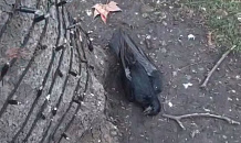 В Краснодаре массово гибнут птицы под новогодними гирляндами