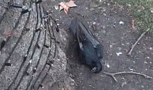 В Краснодаре массово гибнут птицы под новогодними гирляндами