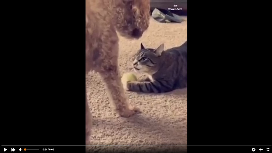 Видео эпичной схватки кота и собаки за мячик рассмешило пользователей Сети