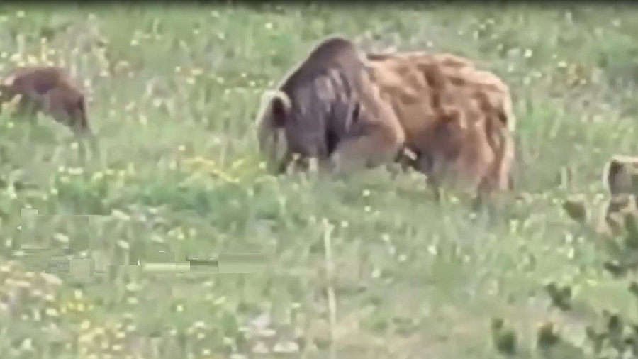 Турист снял на видео семью медведей, весело играющую на полянке в горах Сочи