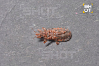 Назван завтрак, который убивает поджелудочную железу