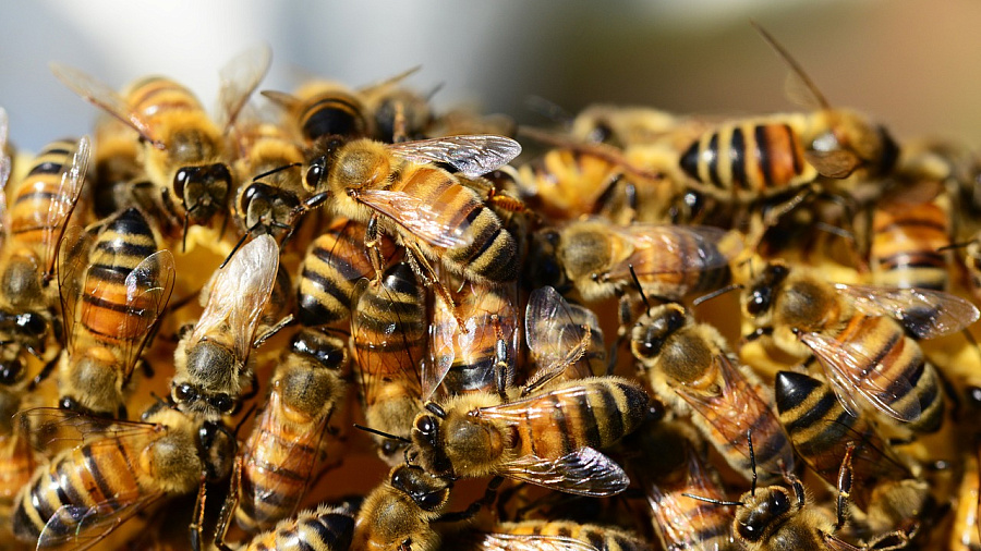 Прокуратура проводит проверку после массовой гибели пчел в Краснодарском крае