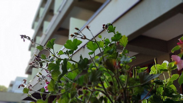 В Сочи выставили на продажу более 300 частных гостиниц