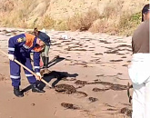 Мазут выбросило на берег Темрюкского района