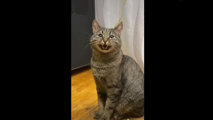 Худеющий кот вступил в забавный диалог с хозяйкой и рассмешил пользователей Сети