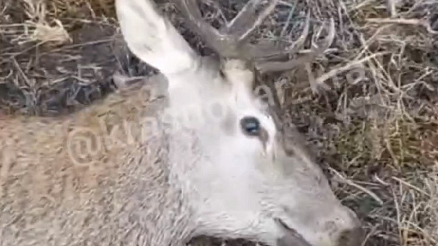 В Краснодарском крае неизвестные браконьеры убили благородного оленя
