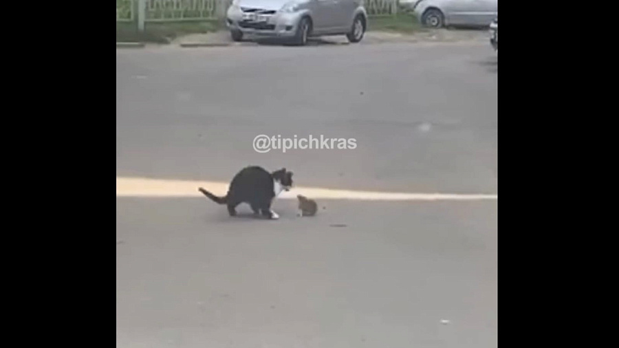 Эпичное нападение крысы на кота на улице в Краснодаре насмешило пользователей Сети