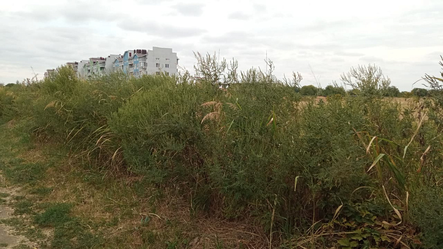 Амброзия с человеческий рост захватывает улицы Краснодара и сводит с ума аллергиков