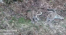 В Сочи 7-месячный малыш леопарда начал тренировать охотничьи навыки