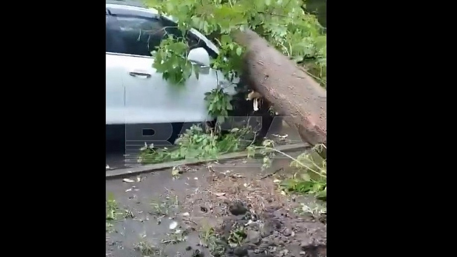 В Москве ураганный ветер повалил дерево на 7 припаркованных автомобилей